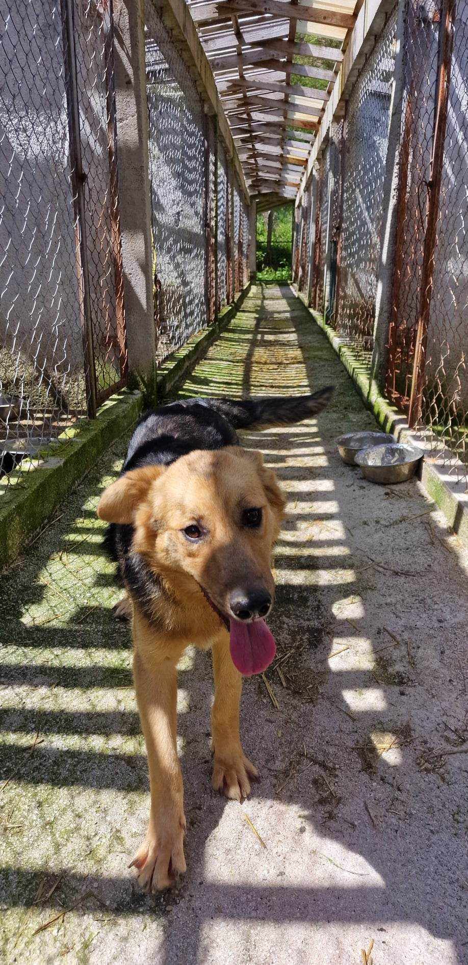 DAVID V TÁBOŘE.....