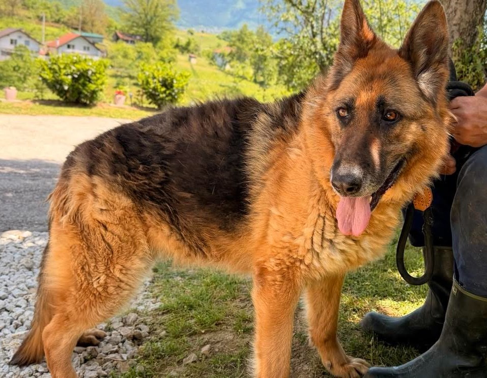 TAIGA,stara kolem 6 roků,váha kolem 32-35 kg.
